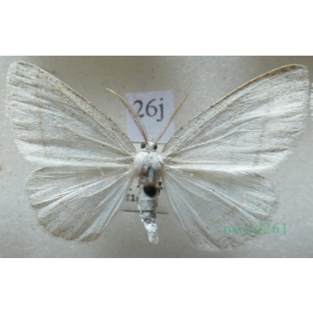 Cabera pusaria (Linnaeus, 1758) Ciemnokres wierzbowiec Czech26j